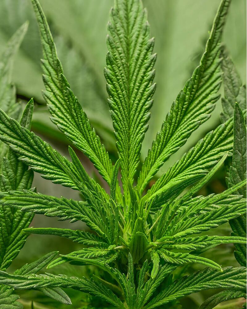 Amaretto Tarmac, Фасовка: 1, изображение 8